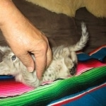 Savannah, F-3C, Male, BST, DOB 6-11-18