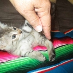 Savannah, F-3C, Male, BST, DOB 6-11-18