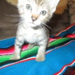 Savannah, F-3C, Male, BST, DOB 6-11-18