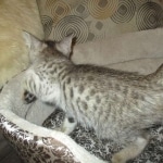 Savannah, F-3C, Male, BST, DOB 6-11-18