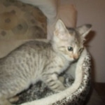 Savannah, F-3C, Male, BST, DOB 6-11-18