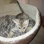 Savannah, F-3C, Male, BST, DOB 6-11-18