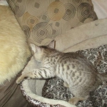 Savannah, F-3C, Male, BST, DOB 6-11-18