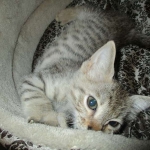 Savannah, F-3C, Male, BST, DOB 6-11-18