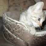 Savannah, F-3C, Male, BST, DOB 6-11-18