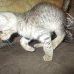 Savannah, F-3C, Male, BST, DOB 6-11-18