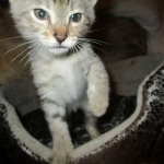 Savannah, F-3C, Male, BST, DOB 6-11-18