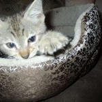 Savannah, F-3C, Male, BST, DOB 6-11-18