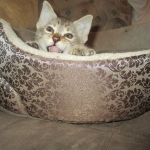 Savannah, F-3C, Male, BST, DOB 6-11-18