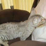 Savannah, F-3C, Male, BST, DOB 6-11-18