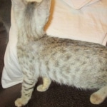 Savannah, F-3C, Male, BST, DOB 6-11-18