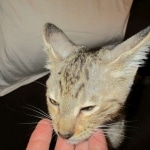 Savannah, F-3C, Male, BST, DOB 6-11-18