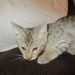 Savannah, F-3C, Male, BST, DOB 6-11-18