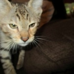 Savannah, F-3C, Male, BST, DOB 6-11-18