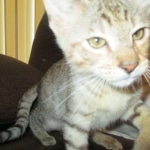 Savannah, F-3C, Male, BST, DOB 6-11-18