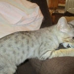 Savannah, F-3C, Male, BST, DOB 6-11-18