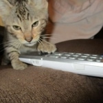 Savannah, F-3C, Male, BST, DOB 6-11-18