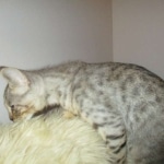 Savannah, F-3C, Male, BST, DOB 6-11-18