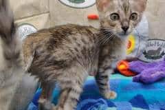 Puck Savannah F-3C Male BST DOB 6-15-22