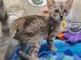 Puck Savannah F-3C Male BST DOB 6-15-22