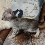 Savannah F-3C Male DOB 6-15-22