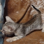 Savannah F-3C Male DOB 6-15-22