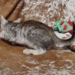 Savannah F-3C Male DOB 6-15-22