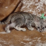 Savannah F-3C Male DOB 6-15-22