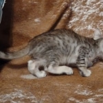 Savannah F-3C Male DOB 6-15-22