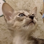 Savannah F-3C Male DOB 6-15-22