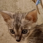 Savannah F-3C Male DOB 6-15-22