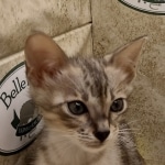 Savannah F-3C Male DOB 6-15-22