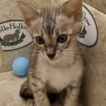 Savannah F-3C Male DOB 6-15-22