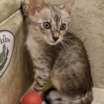 Savannah F-3C Male DOB 6-15-22