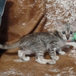 Savannah F-3C Male DOB 6-15-22