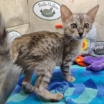 Savannah F-3C Male DOB 6-15-22