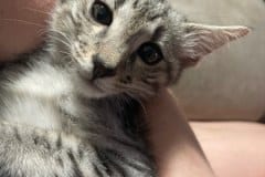 Loki Savannah F-3C Male Cool BST/potential silver DOB 2-10-22