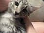 Loki Savannah F-3C Male Cool BST/potential silver DOB 2-10-22