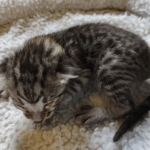 Savannah F-3 male DOB 2-10-22