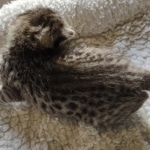 Savannah F-3 male DOB 2-10-22