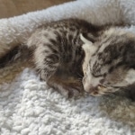 Savannah F-3 male DOB 2-10-22