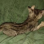 Savannah F-3 male DOB 2-10-22