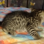 Savannah F-3 male DOB 2-10-22