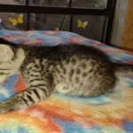 Savannah F-3 male DOB 2-10-22