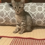 Loki Savannah F-3 male DOB 2-10-22