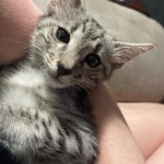 Loki Savannah F-3 male DOB 2-10-22