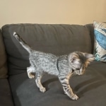 Loki Savannah F-3 male DOB 2-10-22