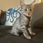 Loki Savannah F-3 male DOB 2-10-22