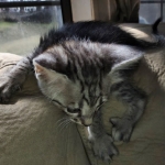 Savannah F-3 male DOB 2-10-22