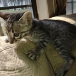 Savannah F-3 male DOB 2-10-22